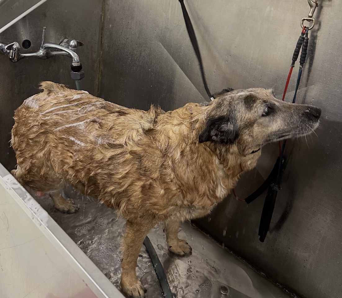 Pet grooming service