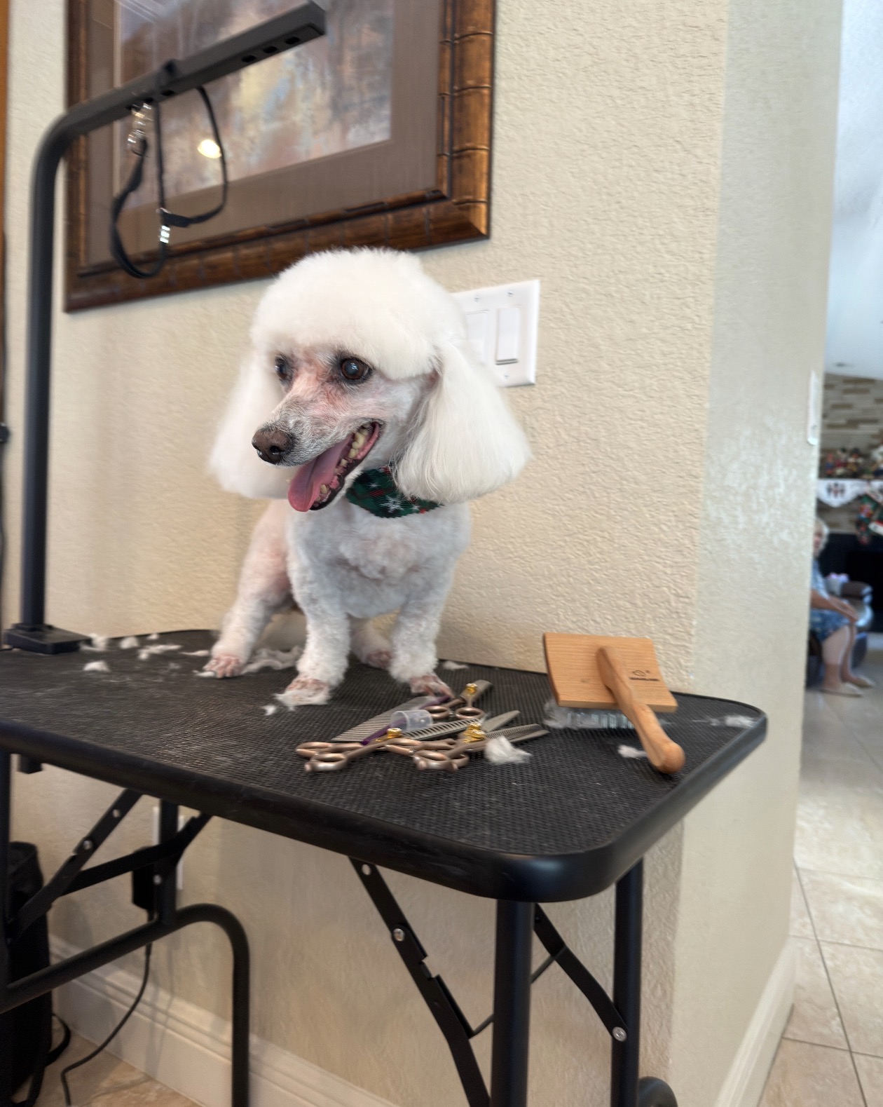 Pet grooming service