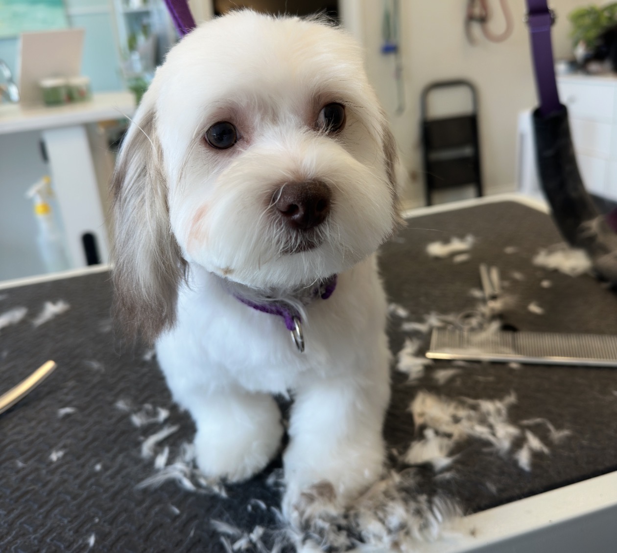 Pet grooming service