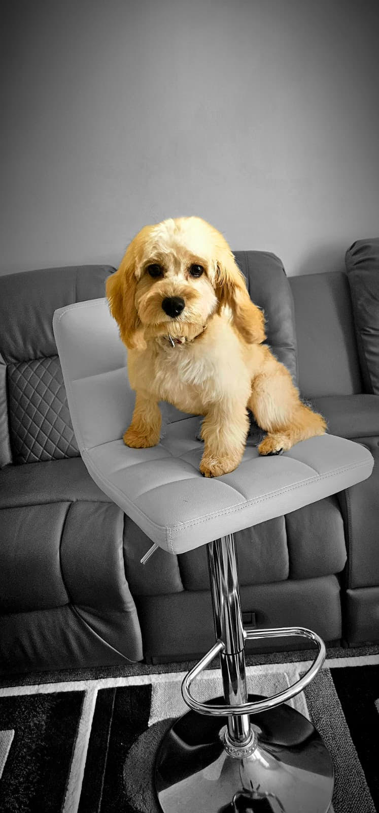 Pet grooming service